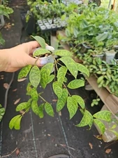 Aeschynanthus Longicaulis Lipstick Plant Black Pagoda not Hoya Zebra 2,5" Pot