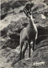 CPM L'Ete sur l'Alpe - Ibex (1193858)