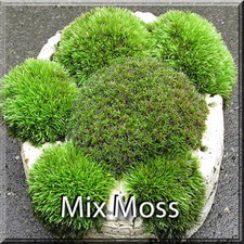 Premium Super Mix Fresh Live Moss Assortment Terrarium Fairy Garden Vivarium