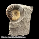 Asteroceras obtusum Calcite Ammonite Fossil Jurassic Coast Charmouth Lyme Regis