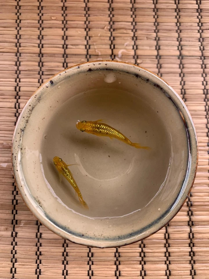 Medaka Lacris Lonfin - 1 Pair - 1 Coppia - ORYZIAS LATIPES  - Immagine 4 di 4