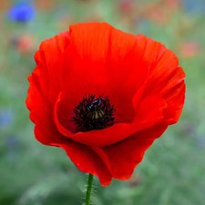 American Legion Poppy (Red Corn Poppy) Seeds - For 2026 Planting Red Corn