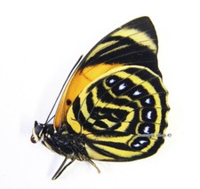 Agrias amydon boliviensis - AgriasButterflies.com