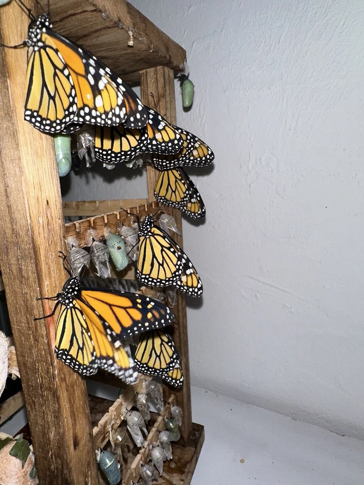 Oruga monarca, monarcas, oruga viva Foto 4 de 4