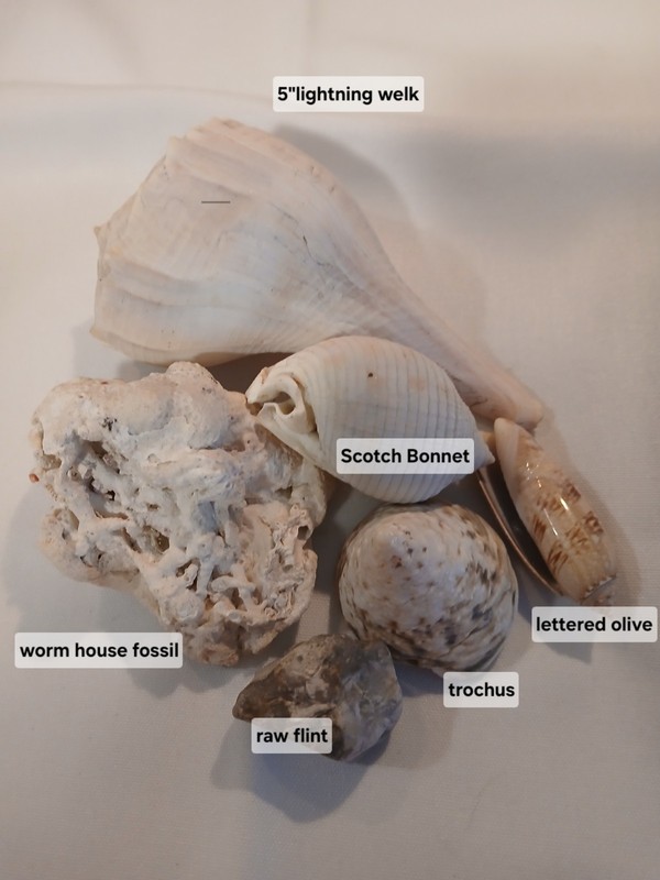 collectible sea shells & Fossils