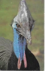 Cassowary Twycross Zoo