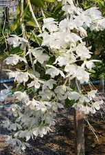Dendrobium nestor var alba, Fragrant, Large Plant, Orchid Species