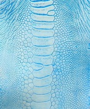 Ostrich Legs Skin Leather Aqua Color Grade B