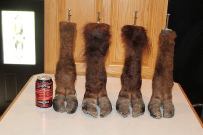 4 Buffalo Bison Feet Taxidermy Log Cabin Decor Whitetail Mule Deer Lamp Project