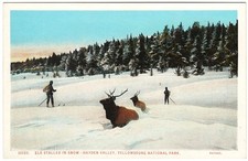 Elk Stranded in the Snow, Hayden Valley, Yellowstone National Park, WY. 1920s.