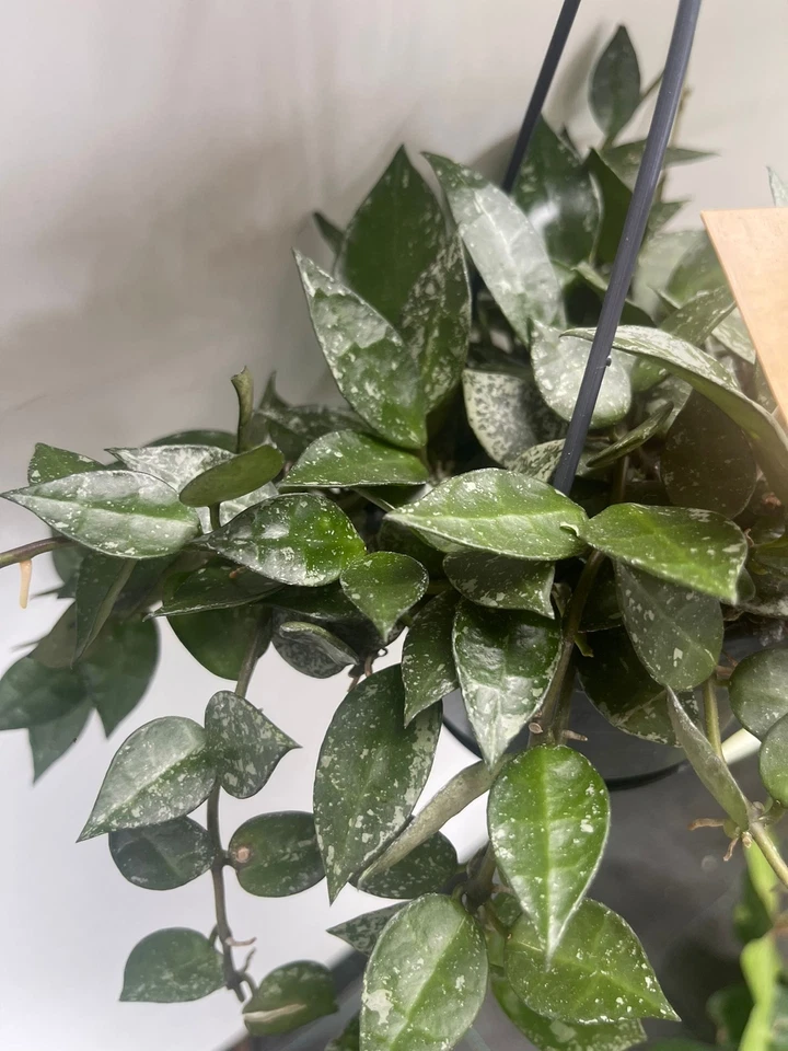 Hoya Lacunosa Splash Fiore di cera foto reali pianta grassa pianta da intenro - Immagine 2 di 3