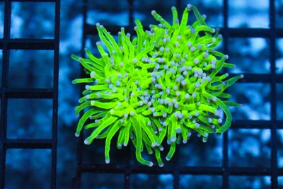WYSIWYG live CORALS DEPOT cdc ULTRA neon green torch pink tips splitting