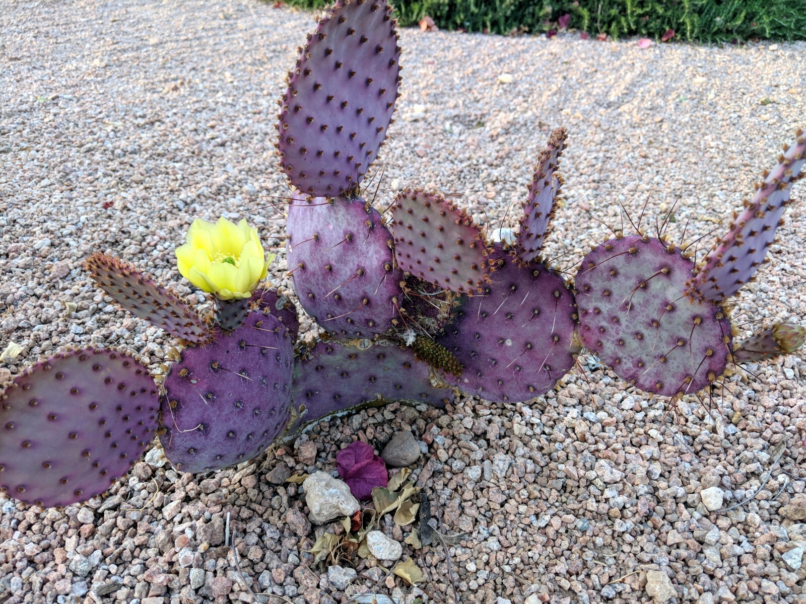 20 Purple Cactus Seeds (Opuntia Santa Rita) Prickly Pear Fruit Rare Fast Hardy-7