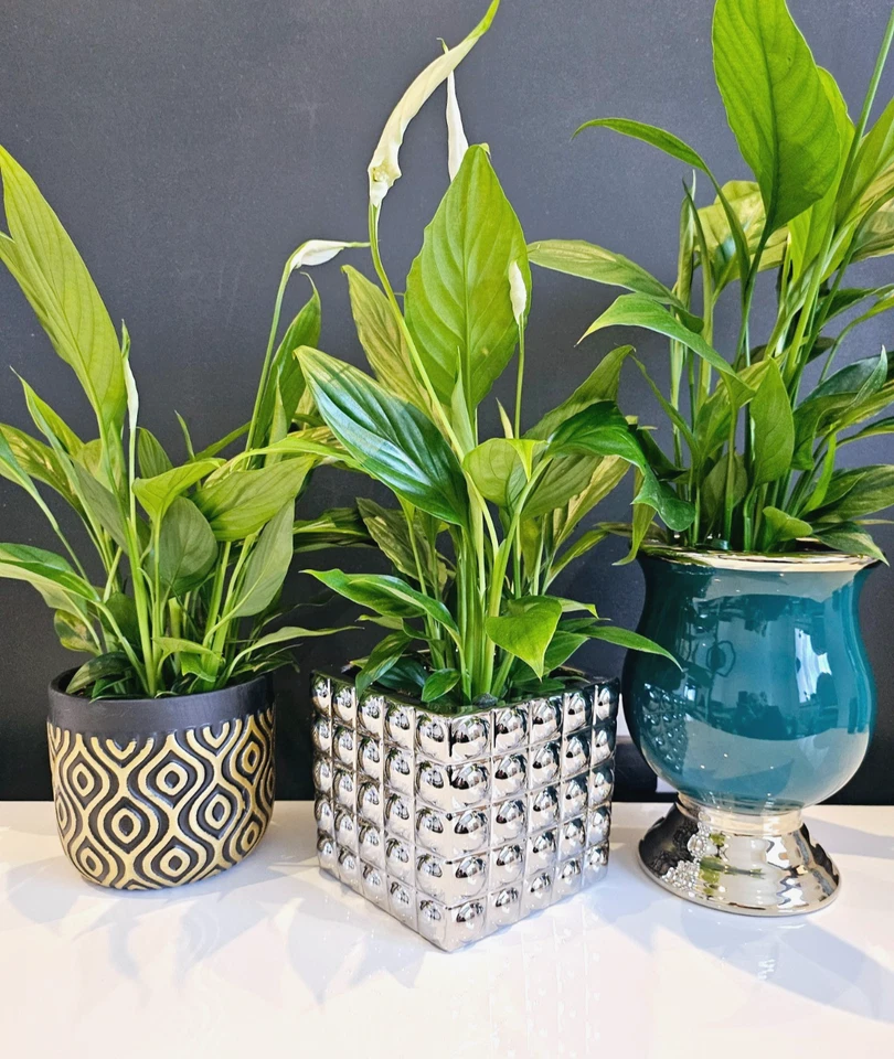 POT MODEL Flower Pot Home Decor Modern Plant Holder Ceramic Pots Planter Indoor Garden