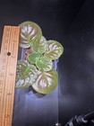 African Violet Ace Of Spades PLANT — photo 3
