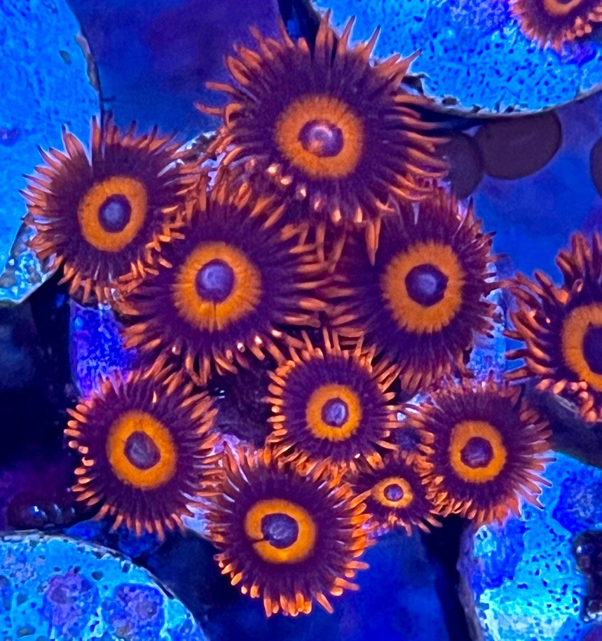 live coral -Safecracker Zoanthids 
