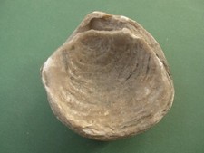 Coquillage fossile (Nouvelle