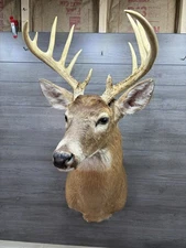 Large Taxidermy Deer Head Mount Antlers Marion Ohio