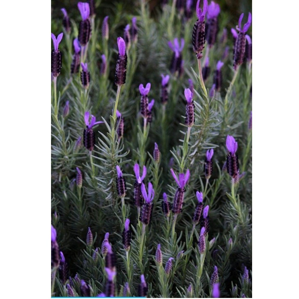100 Spanish Lavender Seeds Castillano Lavandula Seeds Evergreen Perennial 2 eBay