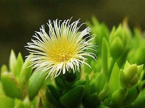 curry patta plant buy Buy Curry Patta Plant Online
