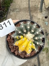 Discocactus horstii variegated Succulent Plant Garden Décor Boutique WYSIWYG 311