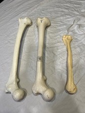 Scientific And Anatomically Correct Human Bones Two Femurs One Radius Not Real