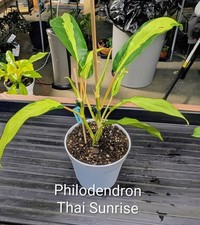 Philodendron Thai Sunrise starter