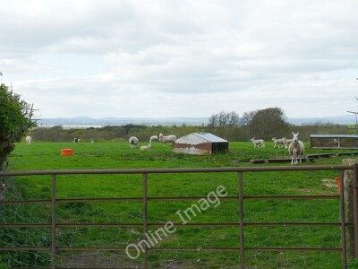 Foto 6x4 Schafe mit Lämmern Kirkbampton Field mit Blick über die Solwa c2010