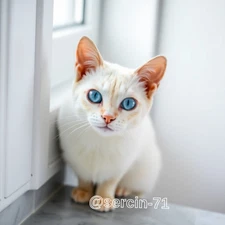 Digital Image Picture Photo Wallpaper Background Desktop AI Art Sample Product