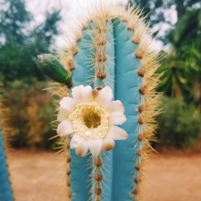 Blue Torch Cactus, Pilosocereus Azureus, Brazilian Blue Cactus seed 50  SEEDS | eBay