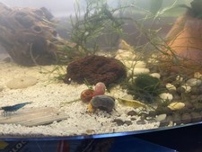 10 1 Ramshorn Snails Freshwater Clean Up Crew Blue Pink Red Brown Gold Leopard