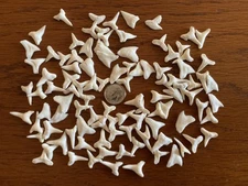 100 Perfect modern day shark teeth - pure white - free shipping