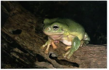 USA - 1994 - Post Card - White's Tree Frog - Rushmore Photo - #20652