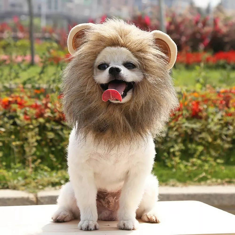 Lion 2025 dog costume