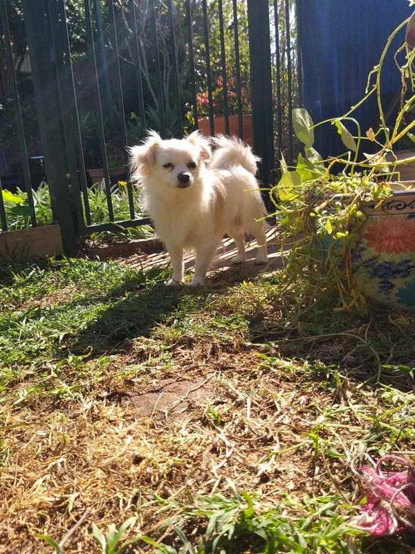 Stud Dog Service Dogs Puppies Gumtree Australia Brisbane South West Algester 1254835458