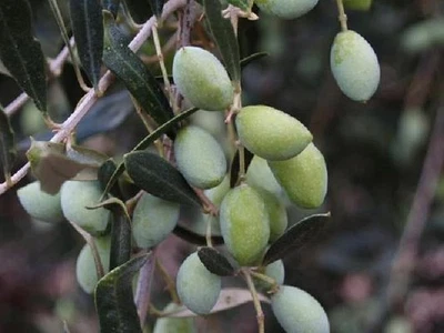 VIVAIO GARDEN FOREST pianta di olivo Koroneiki in vaso diametro 18