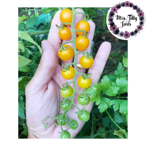 Gelbe Johannisbeere Tomatensamen Saatgut 10 Samen Tomate süss robust Wildtomate - Bild 1 von 3