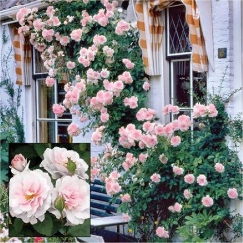 New Dawn Pink Climbing Rose - Live Plant - ( 1 QT ) - Repeat Blooms