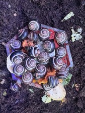 5 Pack- Live Captive-Bred Grove Snails Cepaea nemoralis 