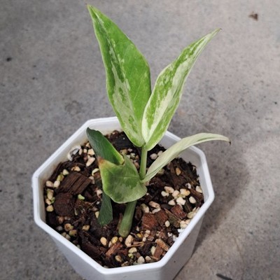 Rare Zamioculcas Zamiifolia Queen ZZ Cream Green & Yellow Variegated Plant House