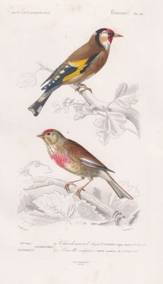 Carduelis Stieglitz Linaria cannabina birds Vögel Vogel Stahlstich Orbigny 1861