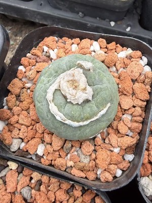 Succulent Cactus L F Cristata  Godzilla  Boutique Garden plants sale  selfroot