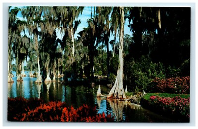 Postcard Cypress Trees in Lake Elaine Florida Cypress Gardens UNP