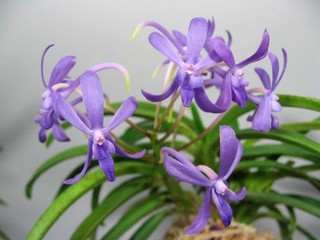 Neo. falcata Darwinara charm/hybrid/MURASAKIHIME FUGAK 紫姫×富嶽