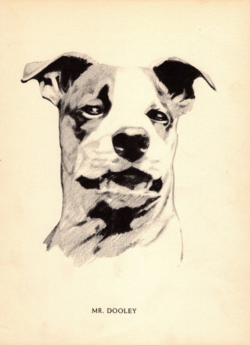 1930s Vintage Staffordshire Terrier Print Wall Art Decor Philip Duncan Art 5445Q