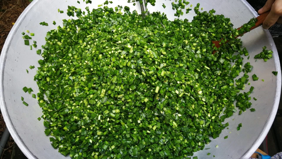 Onion (Spring) Fuyuyo 100 seeds HEIRLOOM vegetable garden AUTUMN WINTER Bunching - Image 4 of 4