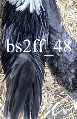6 White Crested Blue Bantam Hatching Eggs (Read Description!!!)