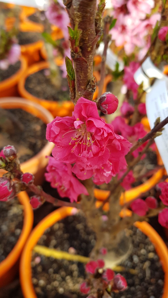 Brugnon nain Rubis Necta Zee fruitier autofertile en pot