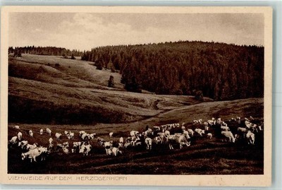 10387335 - 7828 Herzogenhorn Cattle Pasture Cattle