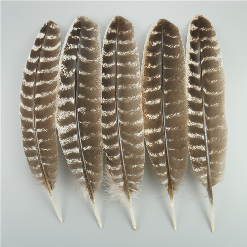 Eagle Feather Identification